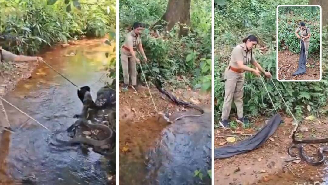 A very brave female forest officer in Kerala Kozhikode district surprised everyone by rescuing a king cobra in just 6 minutes King Cobra Video: तब्बल 18 फुटांचा किंग कोब्रा पाहून वनखात्याची खाकी वर्दीतील रणरागिनी डगमगली नाही; अवघ्या सहा मिनिटात पकडून बंदिस्त केला!