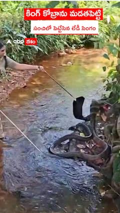 కింగ్ కోబ్రాను మడతపెట్టి సంచిలో పెట్టేసిన లేడీ సింగం