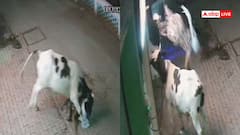 Watch: सींग से उछाल कर जमीन पर पटका, महिला पर सांड का हमला, आपकी रुह कंपा देगा ये वायरल वीडियो