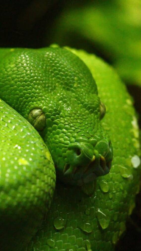 कोब्रा नव्हे तर 'या' सापाचं विष आहे सर्वात हानिकारक