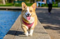 ਕੁੱਤੇ ਨੇ ਬਚਾਈ 67 ਲੋਕਾਂ ਦੀ ਜਾਨ, ਕੀ ਜਾਨਵਰਾਂ ਨੂੰ ਪਹਿਲਾਂ ਹੀ ਪਤਾ ਲੱਗ ਜਾਂਦਾ ਕੁਦਰਤੀ ਆਫਤਾਂ ਬਾਰੇ?