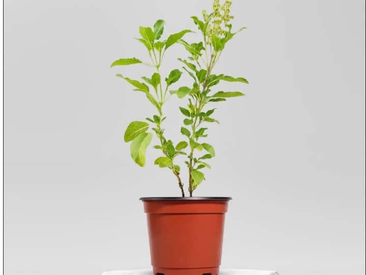 Cow ghee or sesame oil should be used in a lamp lit near Tulsi and the direction of the lamp should be in the east or north.