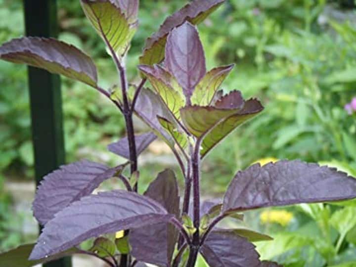 Tulsi is called an energetic plant. Burning lamps near it would remove the unrest spread in the house. Disputes in the family end and get mentally benefits.