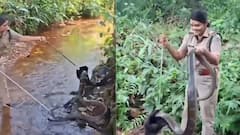 WATCH: Kerala Forest Officer Rescues 15-Foot King Cobra