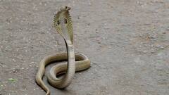 Shravan 2025: શ્રાવણ મહિનામાં દેખાઇ જાય સાપ તો મળે છે આ સંકેત