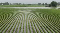 Rain Forecast:  ગુજરાતમાં આ વિસ્તારમાં અતિભારે વરસાદની આગાહી તો આ જિલ્લામાં ઘટશે જોર, જાણો અપડેટ્સ