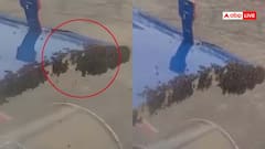 Watch: मधुमक्खियों ने रोक दी इंडिगो की फ्लाइट, गेट पर दिखा झुंड, वीडियो वायरल