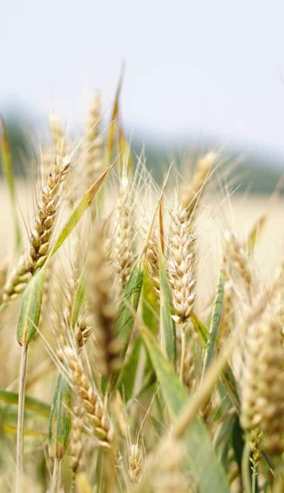 चीन में होती इस फसल की सबसे ज्यादा खेती