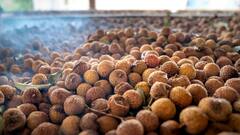 क्या सड़े हुए फलों को खाने से भी हो सकता है शराब वाला नशा? जान लीजिए जवाब