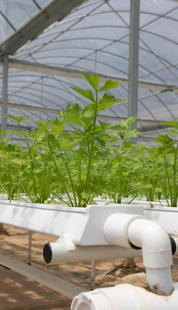 गमले में ऐसे उगेगा धनिया, ये है तरीका