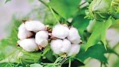 2.85 லட்சம் டன் பருத்தி கொள்முதல்... யார் சொல்லியிருக்காங்க தெரியுங்களா?