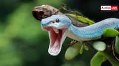 Shravan 2025: શ્રાવણ મહિનામાં દેખાઇ જાય સાપ તો મળે છે આ સંકેત