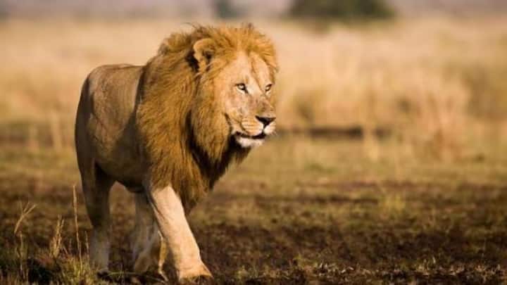 इसे घर में किसी पालतू जानवर की तरह रखना न सिर्फ कानून का उल्लंघन है. बल्कि एक गंभीर अपराध भी है. ऐसा करने पर जेल तक जाना पड़ सकता है. तो साथ ही जुर्माना चुकाना पड़ सकता है. अगर कोई व्यक्ति भारत में शेर पालता हुआ पाया जाता है.