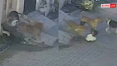 Watch: 5 साल के बच्चे पर कुत्तों का हमला, घसीटते हुए सड़क पर ले गए, फिर नौंच खाया, वीडियो वायरल