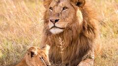 क्या भारत में भी घर पर पाल सकते हैं शेर? जान लीजिए क्या हैं नियम