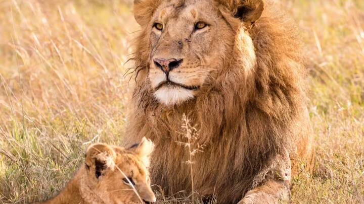 तो वहीं कुछ लोगों को खतरनाक जानवर पालने का शौक होता है. ऐसे में शेर जैसे जंगली जानवर को घर में पालने का आइडिया भी कई के मन में आता है. लेकिन ऐसा करना सिर्फ शौक की बात नहीं. इसके लिए सुरक्षा का भी ध्यान रखना जरूरी है.