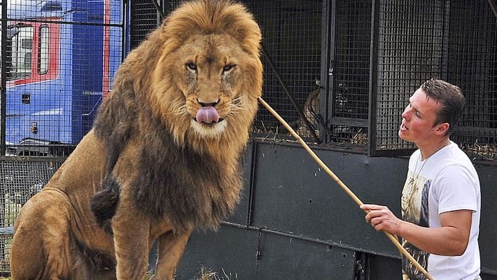 तो उस पर कड़ी कार्रवाई के तहत 3 से 7 साल तक की जेल और भारी जुर्माना तो होगा ही. इसके अलावा जानवर को जब्त कर वन विभाग के हवाले कर दिया जाता है. इतना ही नहीं अगर शेर का बच्चा किसी सर्कस या प्राइवेट ब्रीडर से मिले तो भी उसे नहीं पाला जा सकता है.