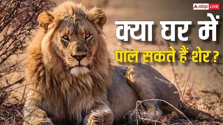 Rules For Keeping Lion In Home: दुनिया के कुछ देशों में शेर पालने की इजाजत है. इनमें अमेरिका के कुछ राज्य, यूएई और पाकिस्तान जैसे देश शामिल हैं. लेकिन क्या भारत में भी घर पर शेर को पाला जा सकता है?