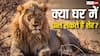 क्या भारत में भी घर पर पाल सकते हैं शेर? जान लीजिए क्या हैं नियम