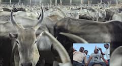 மதுரையில் ஆடு, மாடுகளுடன் மாநாடு... முன்னேற்பாடு பணிகள் நேரில் ஆய்வு செய்த சீமான் !
