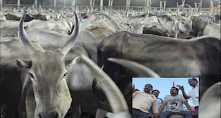 மதுரையில் ஆடு, மாடுகளுடன் மாநாடு... முன்னேற்பாடு பணிகள் நேரில் ஆய்வு செய்த சீமான் !