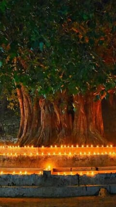 இந்திய கலாச்சாரத்தில் ஆழ்ந்த மத முக்கியத்துவம் வாய்ந்த 9 மரங்கள்