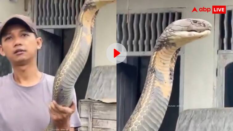 Man caught the deadly snake King Cobra with bare hands and casually caught it like rope video goes viral भाई तुझे डर नहीं लगता क्या? शख्स ने रस्सी की तरह पकड़ा आदमखोर दरिंदा, कांप उठे यूजर्स