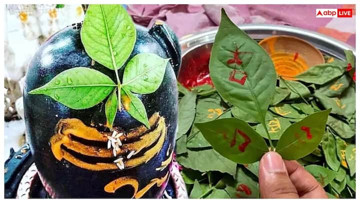 पुराणों के अनुसार, चतुर्थी, अष्टमी, नवमी, द्वादशी, चतुर्दशी, अमावस्या, पूर्णिमा, संक्रांति, सोमवार के दिन और दोपहर के समय कभी बेलपत्र नहीं तोड़ना चाहिए. इन तिथियों में बेलपत्र तोड़ने से शिवजी नाराज होते हैं.
