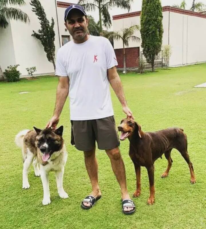 कृष्णा निवास में बने 12 आलिशान कमरों में एक उनकी ट्रॉफी/पुरुस्कार के लिए हैं, जो उन्होंने क्रिकेट करियर के दौरान जीती. सहवाग डॉग लवर हैं, तो उनके घर में भी कई सारे डॉग्स हैं. उनके घूमने के लिए भी इस घर में काफी जगह हैं.