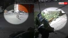 Watch: कुत्ते पर तेंदुए के हमले का वायरल वीडियो, रात में चुपके से मारा झपट्टा, घटना का वीडियो वायरल