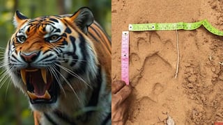 Tiger Tension: మంచిర్యాల జిల్లాలో పెద్దపులి సంచారం, ఆవుల మందపై దాడి- ట్రాప్ కెమెరాలు ఏర్పాటు