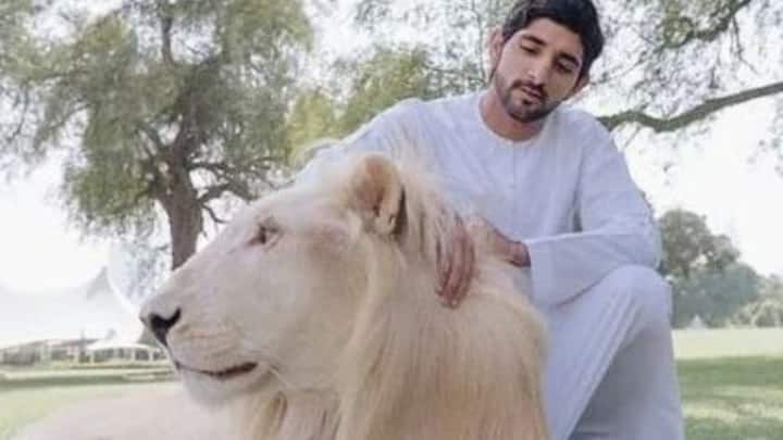 दुनिया के कुछ देशों में शेर पालने की इजाजत है. इनमें बात की जाए तो अमेरिका के कुछ राज्यों शामिल हैं. यूएई जैसे देशों में कुछ शर्तों के साथ इसे लीगल माना गया है. इसके अलावा पाकिस्तान में भी लाइसेंस लेकर शेर को पाला जा सकता है.