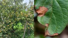 सेब के बगीचों में रहस्यमय रोग से चिंता में बागवान, सरकार ने उठाया ये कदम