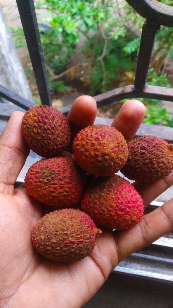 लिची कॅपिटल म्हणून ओळखले जाते भारताचे हे राज्य