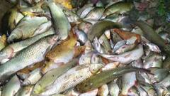 लखनऊ के बुद्धेश्वर मंदिर के सीता सरोवर में मिलाया जहर! कई मछलियां मरी, शीशी बरामद