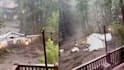 New Mexico Flash Flood: மெக்சிகோவை புரட்டிப்போட்ட காட்டாற்று வெள்ளம்; அடித்துச் செல்லப்பட்ட வீடு - அதிர்ச்சி வீடியோ