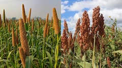 Jowar vs Bajra: Which Millet Is Healthier For Indian Diets?
