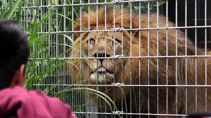 भारत में सिर्फ चिड़ियाघर, वन्यजीव संरक्षण केंद्र या रिसर्च इंस्टीट्यूट को ही शेर रखने की इजाजत है. वह भी सख्त निगरानी और लाइसेंस के साथ. वहां भी जानवरों की देखरेख के लिए प्रशिक्षित स्टाफ, डॉक्टर और सही मात्रा में स्पेस होना जरूरी होता है.