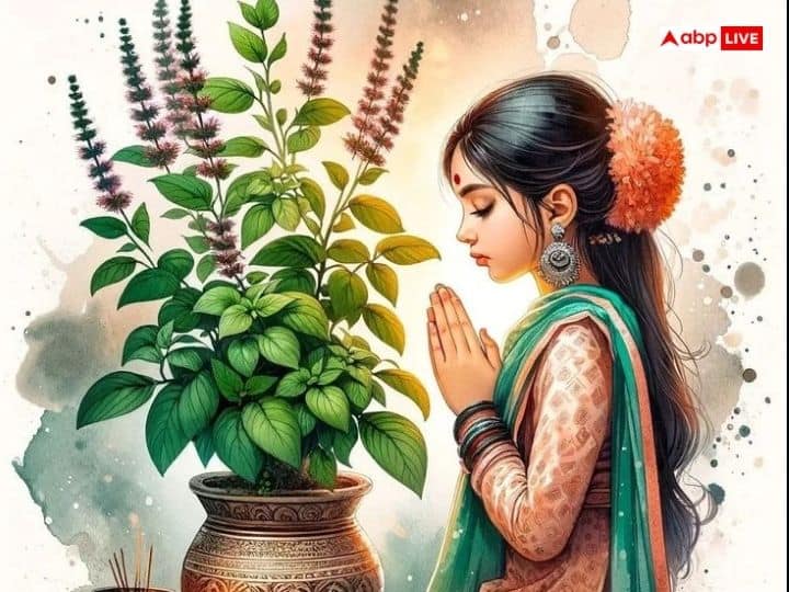तुलसी में नियमित रूप से जल चढ़ान चाहिए. लेकिन अगर आप गुरुवार के दिन जल में थोड़ी सी हल्दी मिलाकर तुलसी में चढ़ाएंगे तो इससे भी श्रीहरि प्रसन्न होकर आशीर्वाद देंगे.