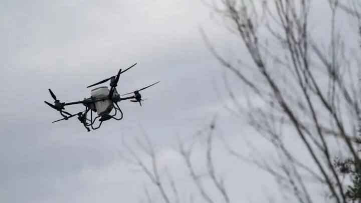 साउथ चाइना मॉर्निंग पोस्ट की मानें तो इसकी लंबाई सिर्फ 1.3 से 2 सेंटीमीटर, इसके पंखों का फैलाव 3 सेंटीमीटर है और इसका वजन 0.3 ग्राम है.