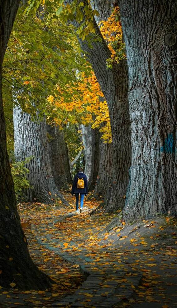 पेड़ों में कील ठोकने से क्या होता है?