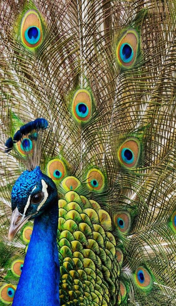 सांप को देखते ही उसे क्यों खा लेते हैं मोर?