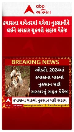 Relief package: કપાસના વાવેતરમાં થયેલા નુકસાનીને લઈને સરકાર ચૂકવશે સહાય પેકેજ
