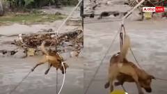 Watch: बाढ़ में फंसे कुत्ते का खतरनाक रेस्क्यू, हवा में लटका बेजुबान, हिमाचल का वीडियो वायरल