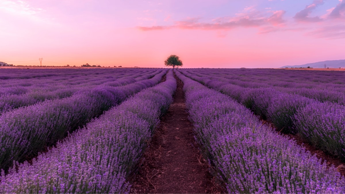 (Image Source: Canva)