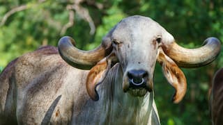 'Cow Scam' Puts BJP In Soup: Cows Meant For Assam Farmers Handed Over To Party Leaders, Says Report