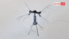 चीन ने बनाए मच्छर वाले ड्रोन, क्या कोई रडार सिस्टम इन्हें भी पकड़ सकता है?