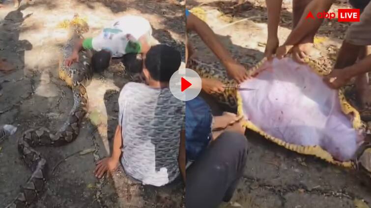 Allegedly python swallowed young man after which the father started crying loudly video goes viral खौफ की हद पार! विशाल अजगर ने निगल लिया इंसान, पिता की चीखें सुनकर कांप उठे लोग – पेट चीरकर निकाली गई लाश