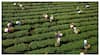 Undervalued and Overlooked: Tea Growers Urge Govt To Fix Broken Pricing System