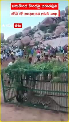 Leopard on Vinukonda hill